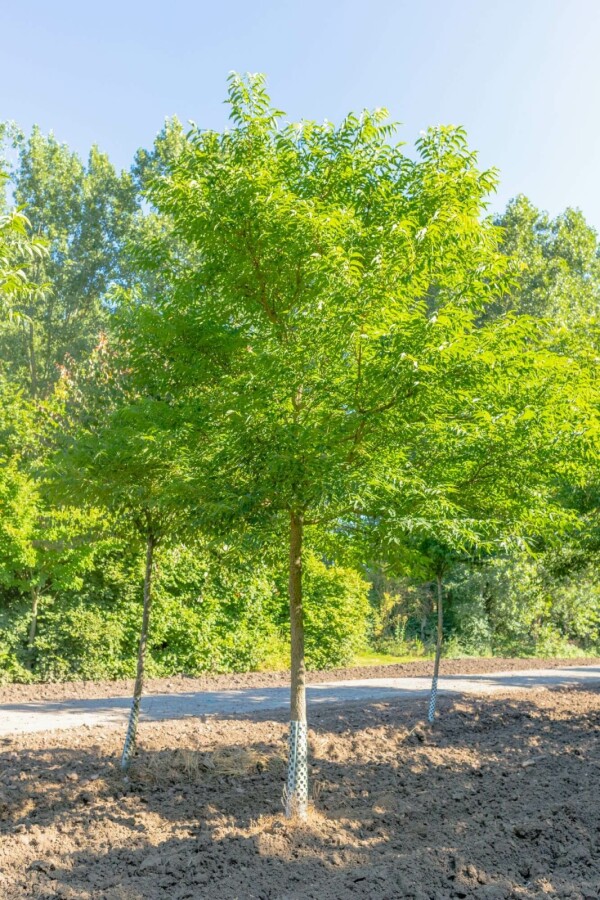 Amur-Korkbaum