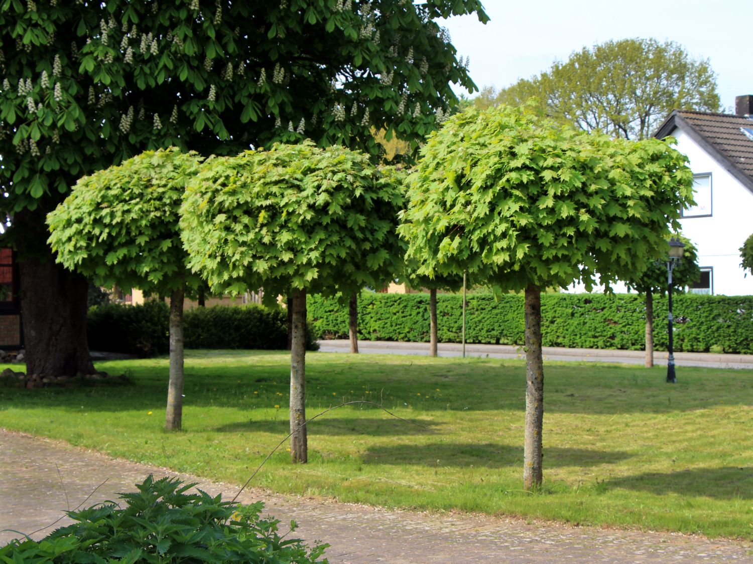 Kugelahorn Globosum